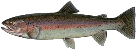 Rainbow Trout