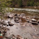 Conejos River Trout Fishing at Aspen Glade Campground