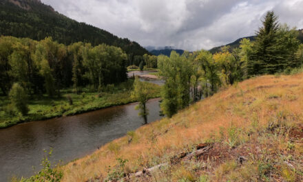 Fly Fishing for Trout on the Headwater Streams of the Conejos River in Southern Colorado